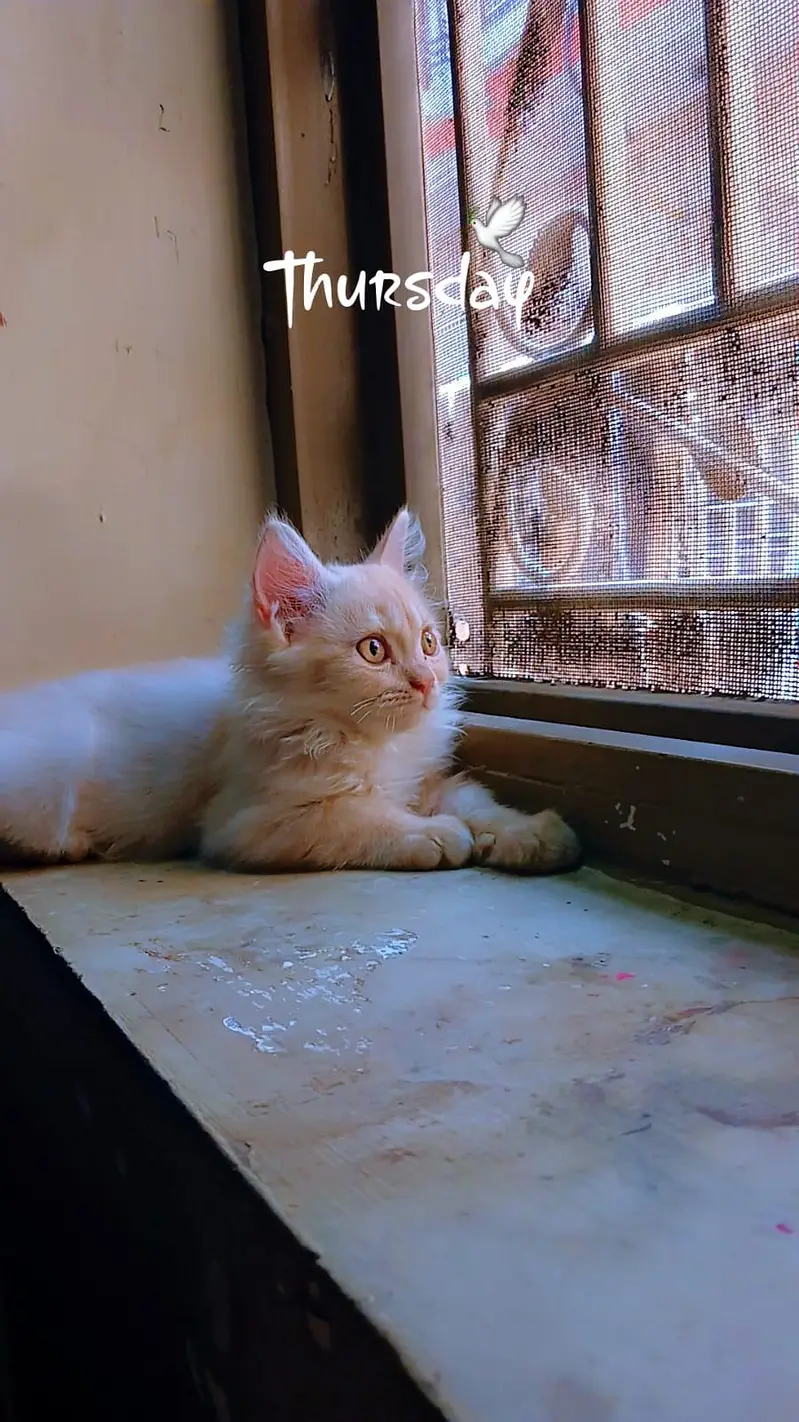 persion male kitten — photo 5