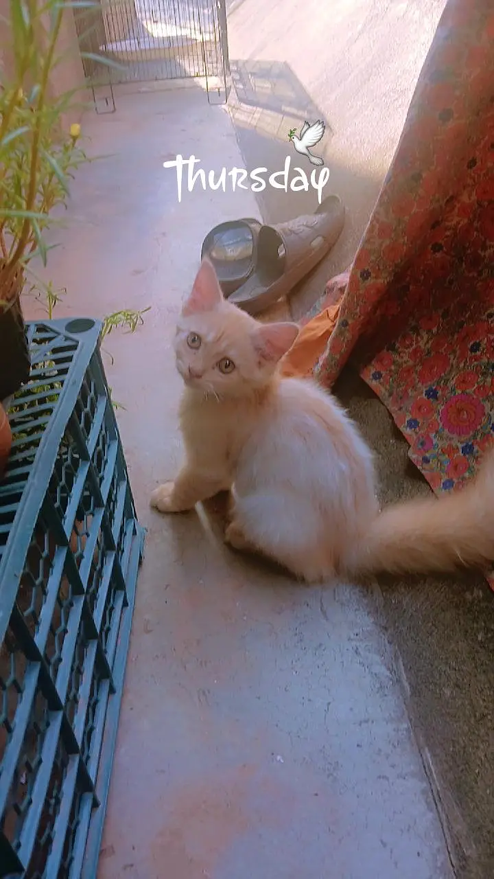 persion male kitten — photo 6