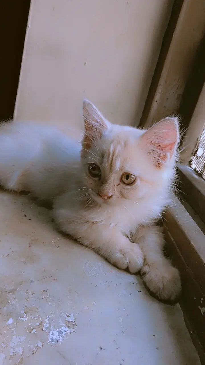 persion male kitten — photo 8