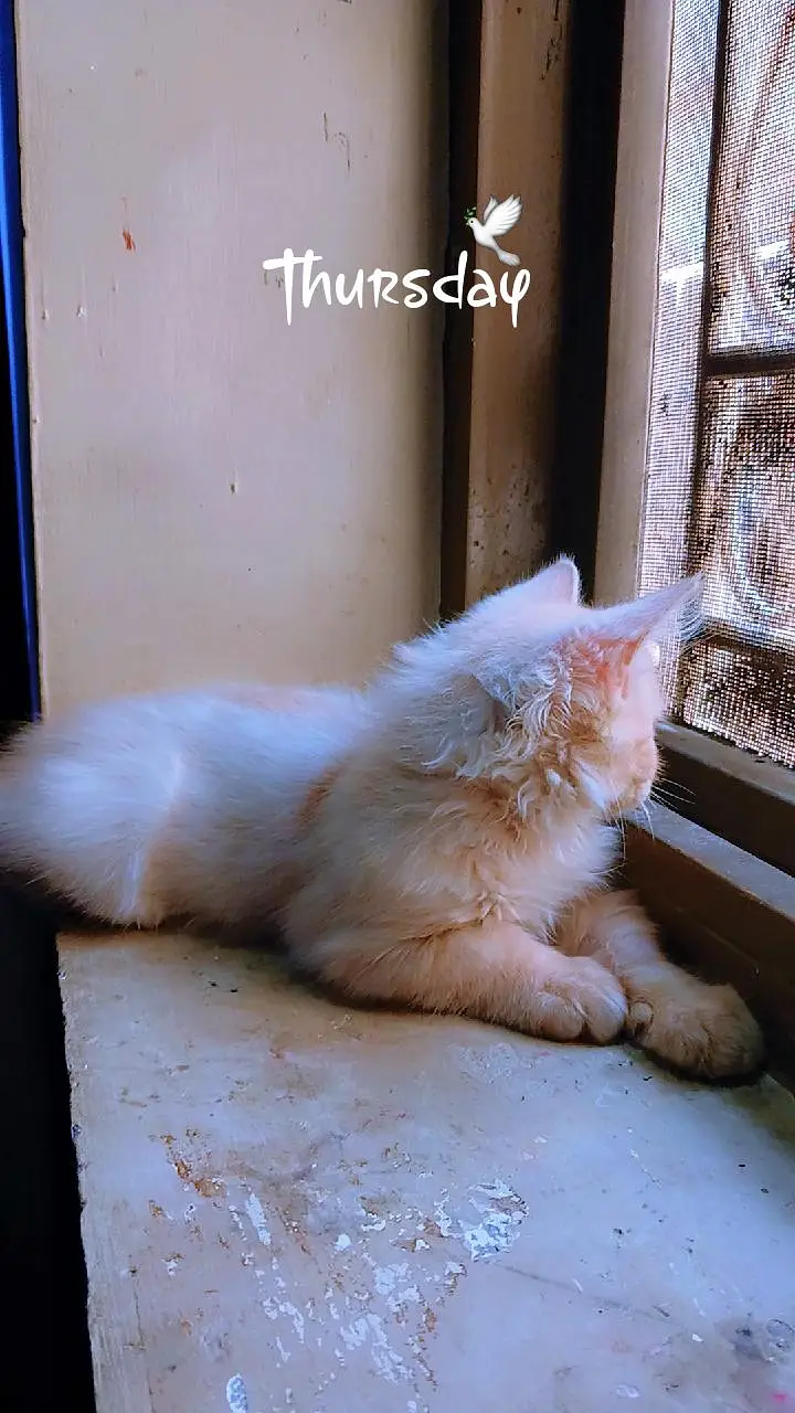 persion male kitten — photo 9