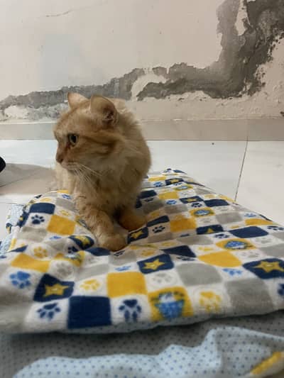 Persion cat