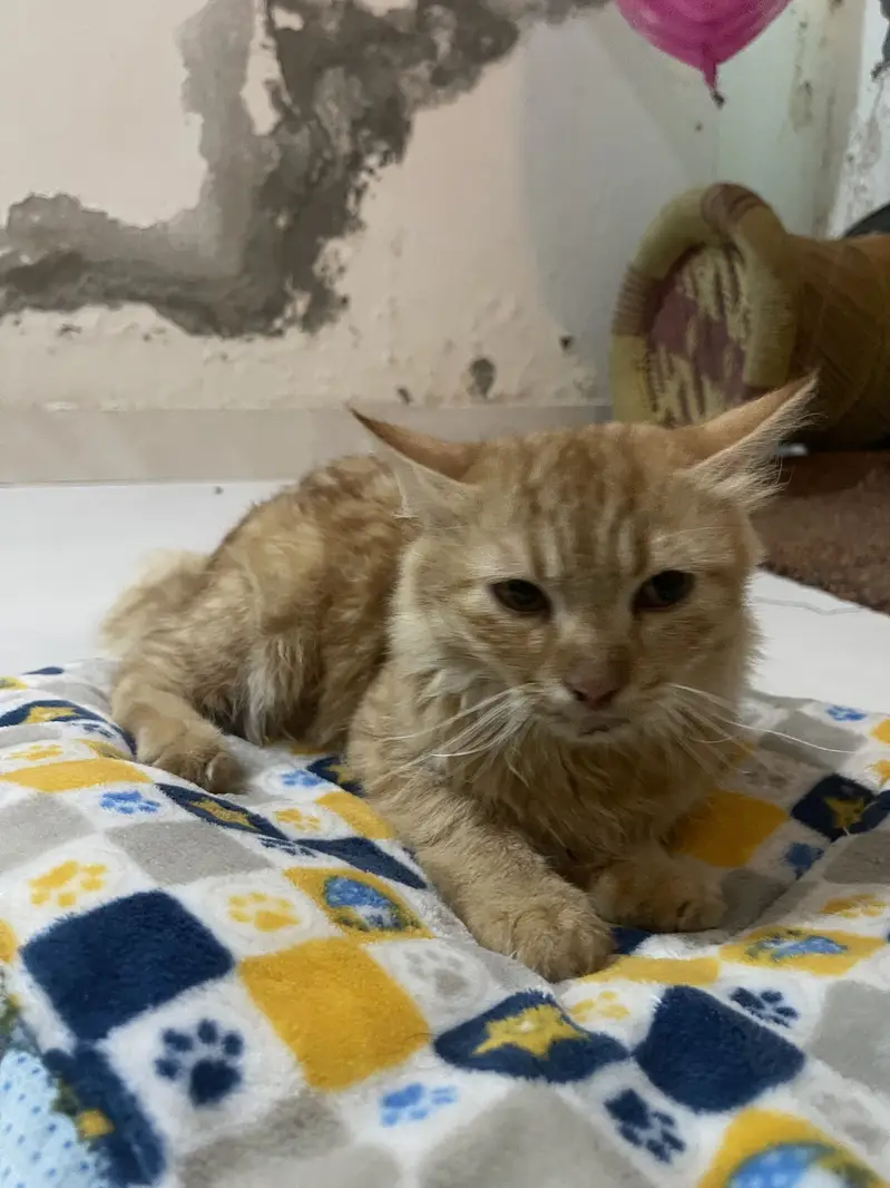 Persion cat — photo 2