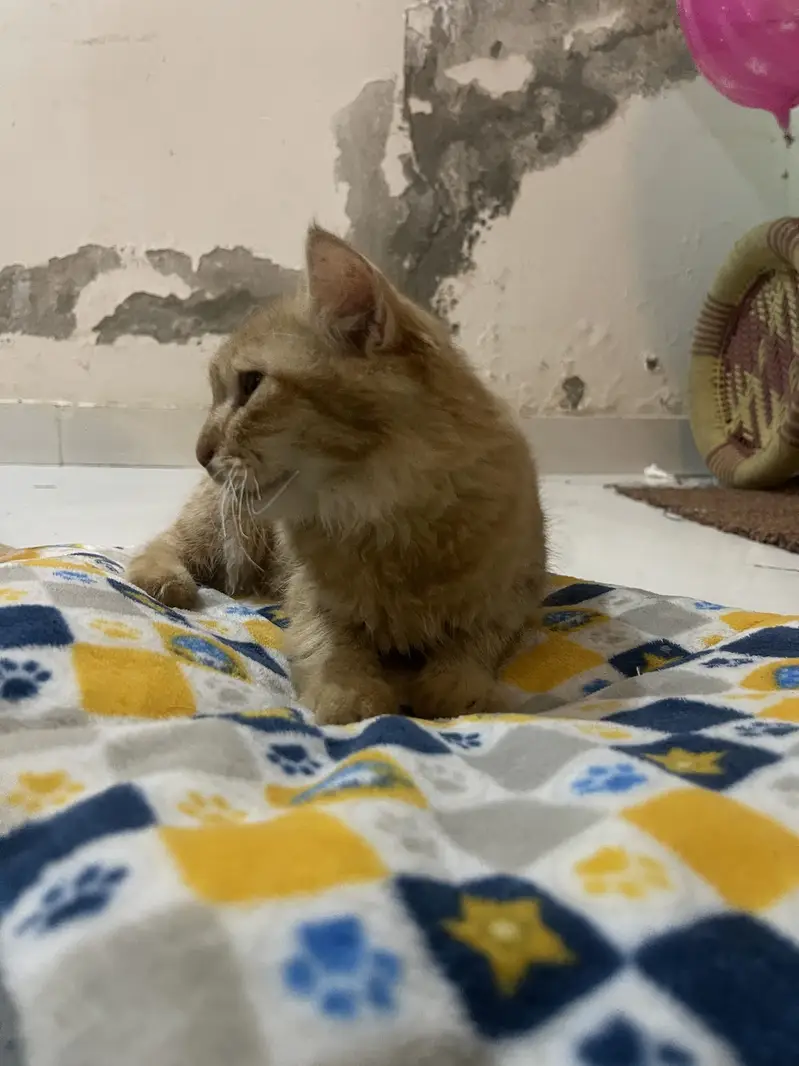 Persion cat — photo 3