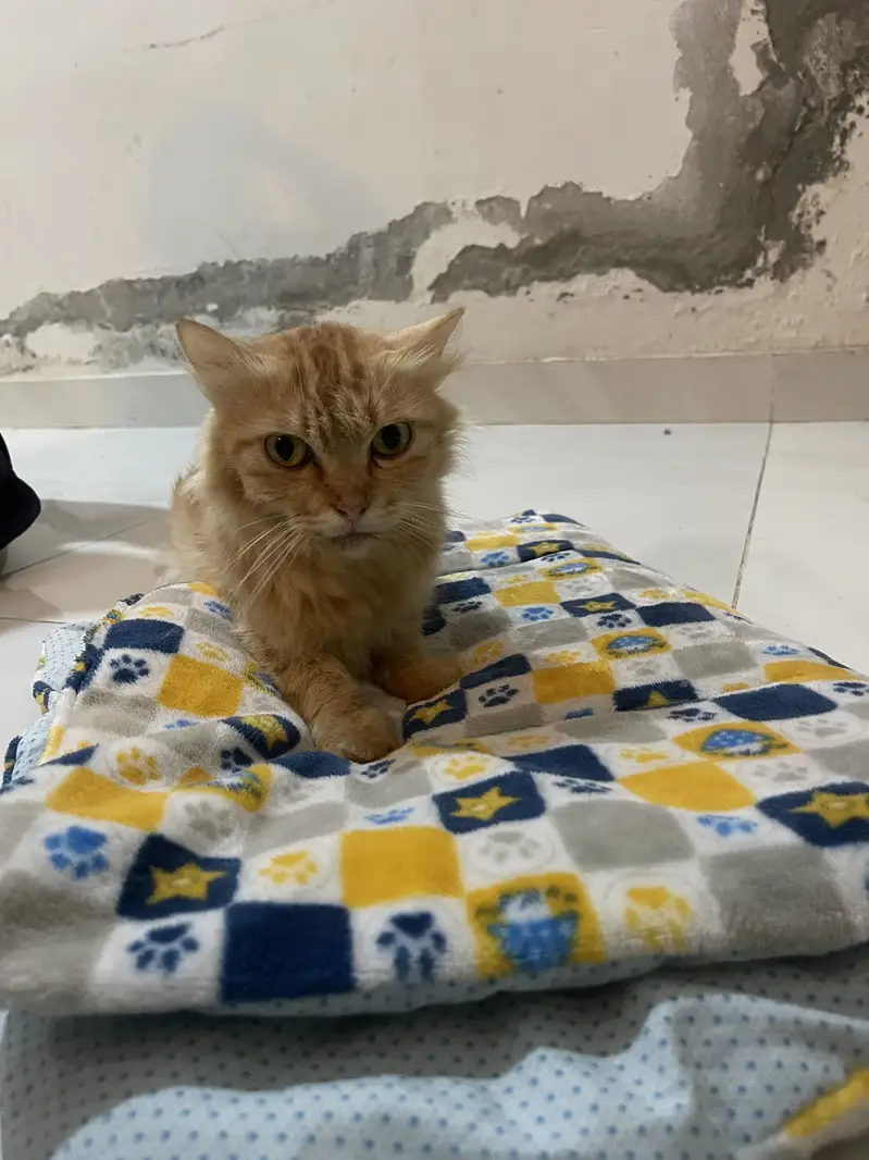 Persion cat — photo 4