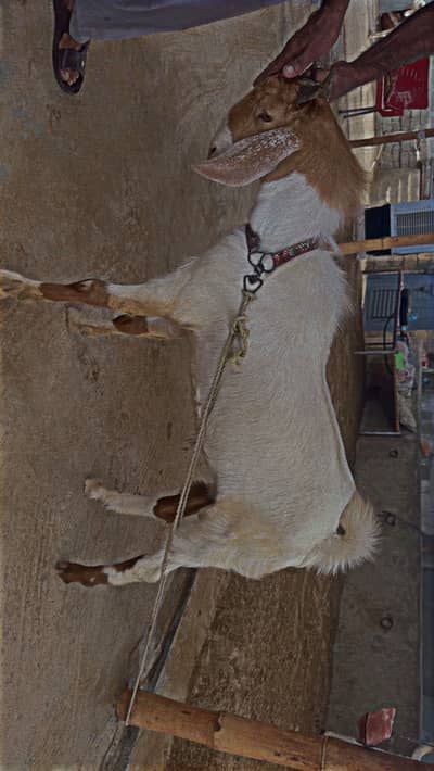 Teddy tapra breeder