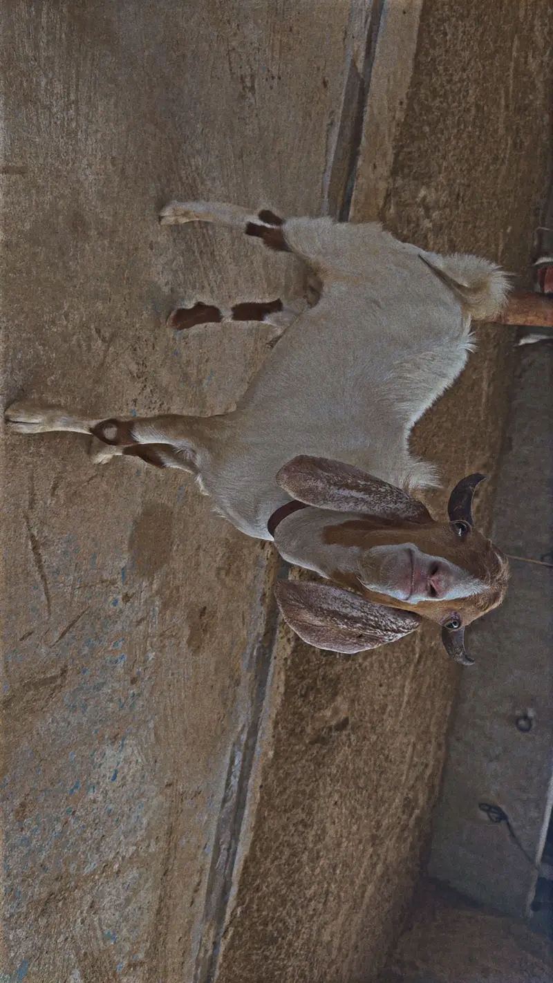 Teddy tapra breeder — photo 2