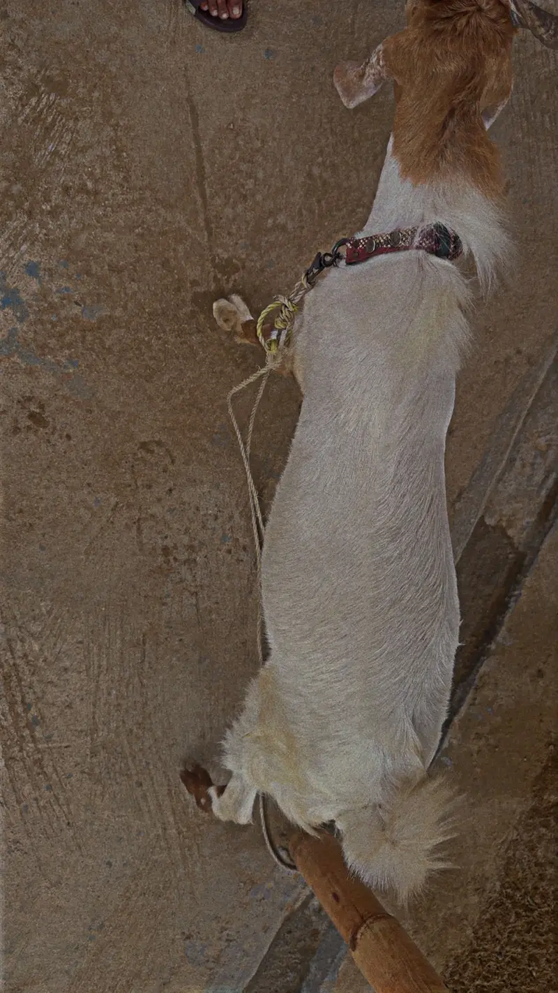 Teddy tapra breeder — photo 3