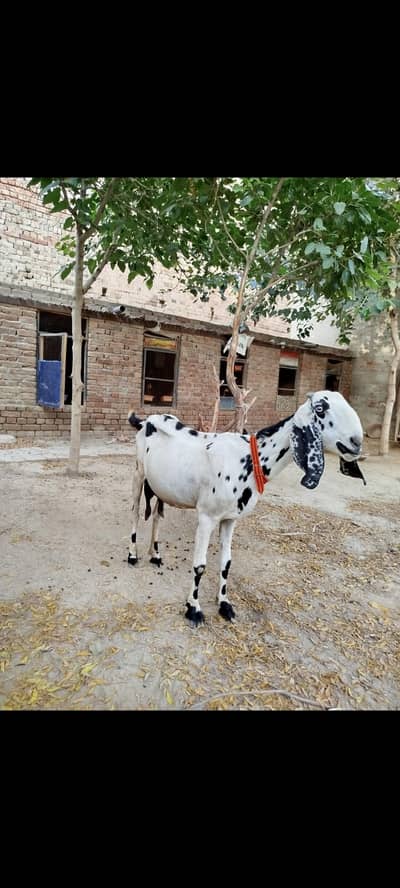 beetal cross bakri