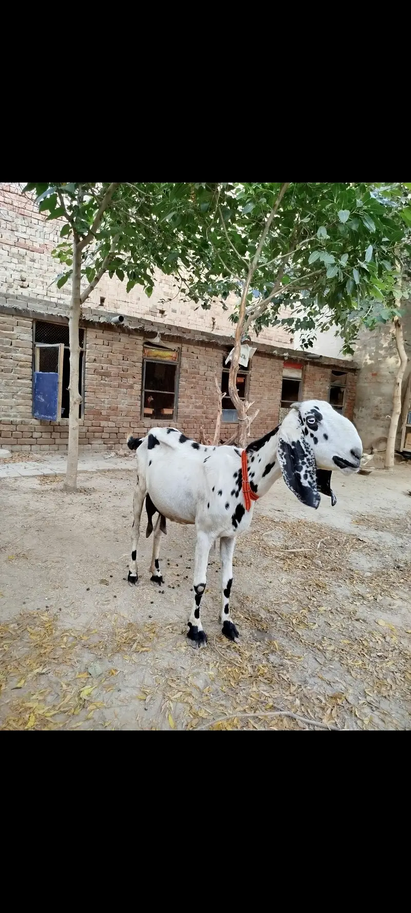 beetal cross bakri — photo 2