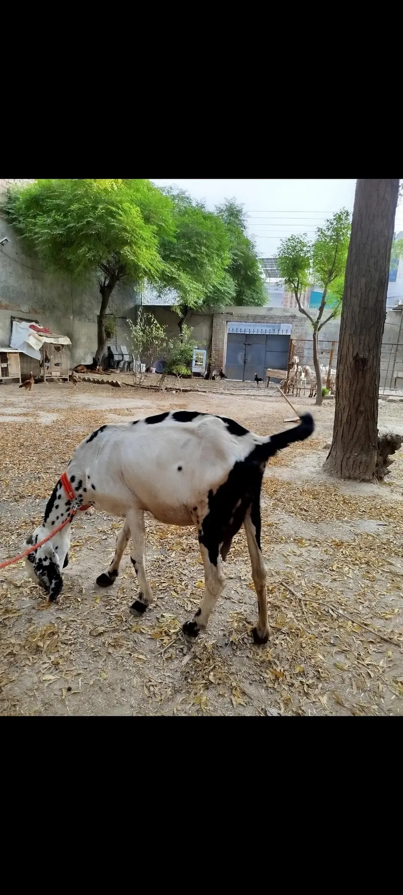beetal cross bakri — photo 3