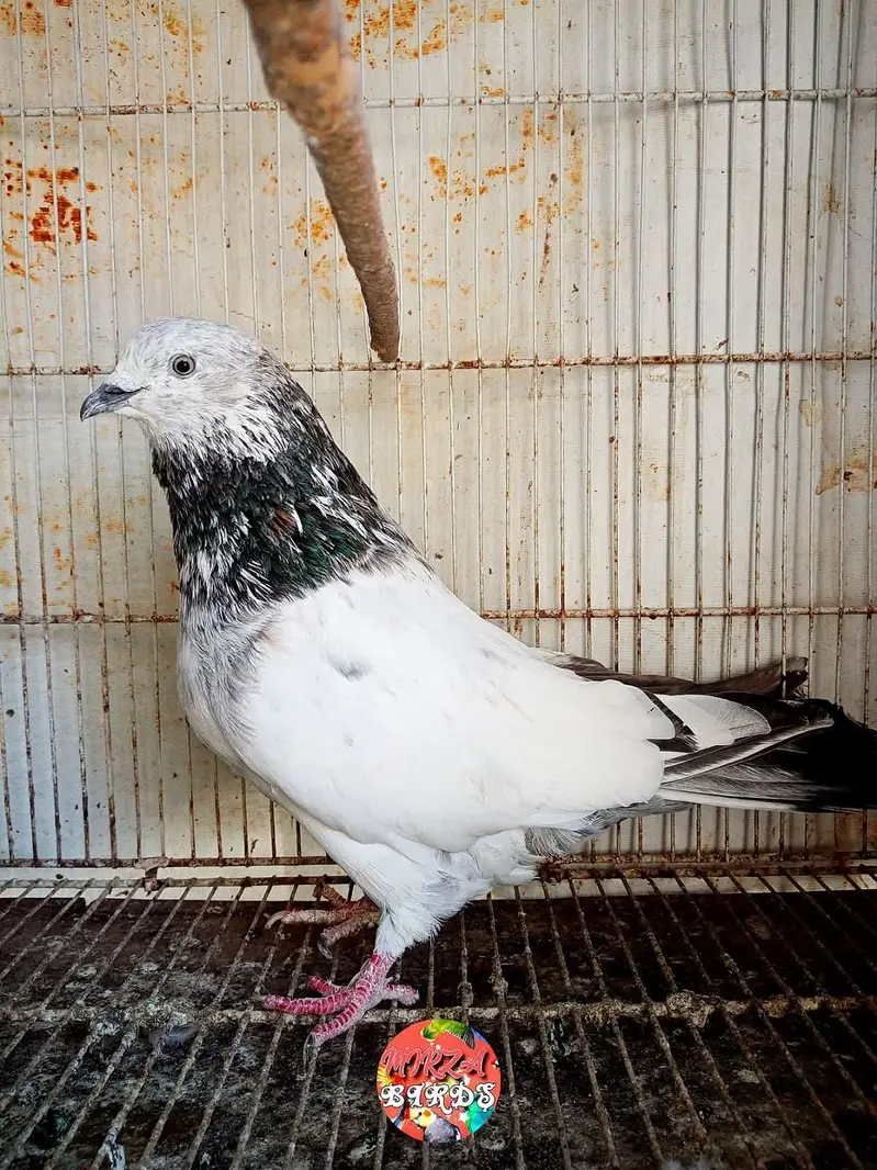 Big Size Bajrai Pair And Chicks For Sale — photo 2