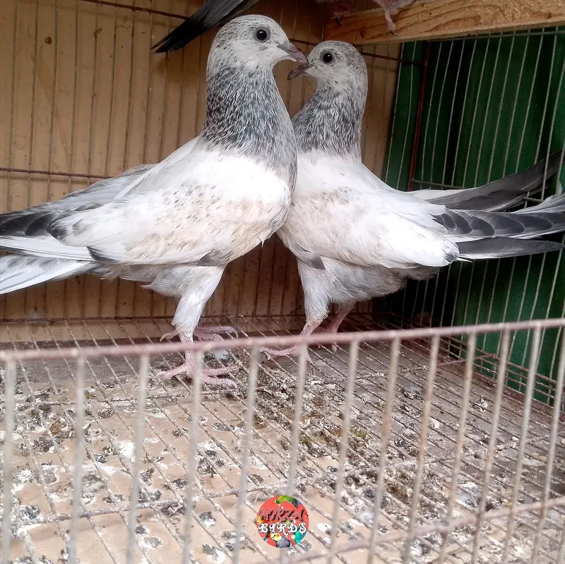 Big Size Bajrai Pair And Chicks For Sale — photo 3
