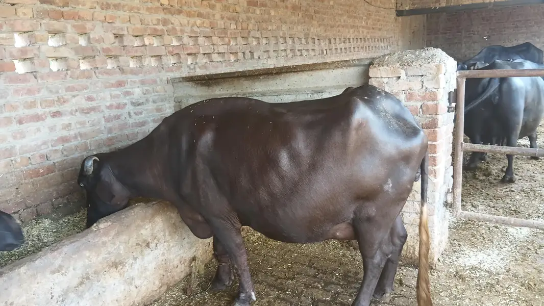 frst timr — photo 7