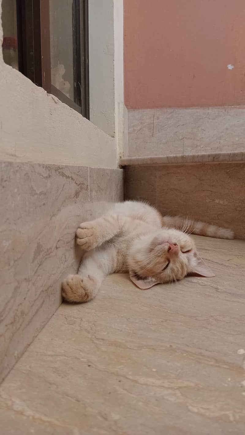 3 Cats 1