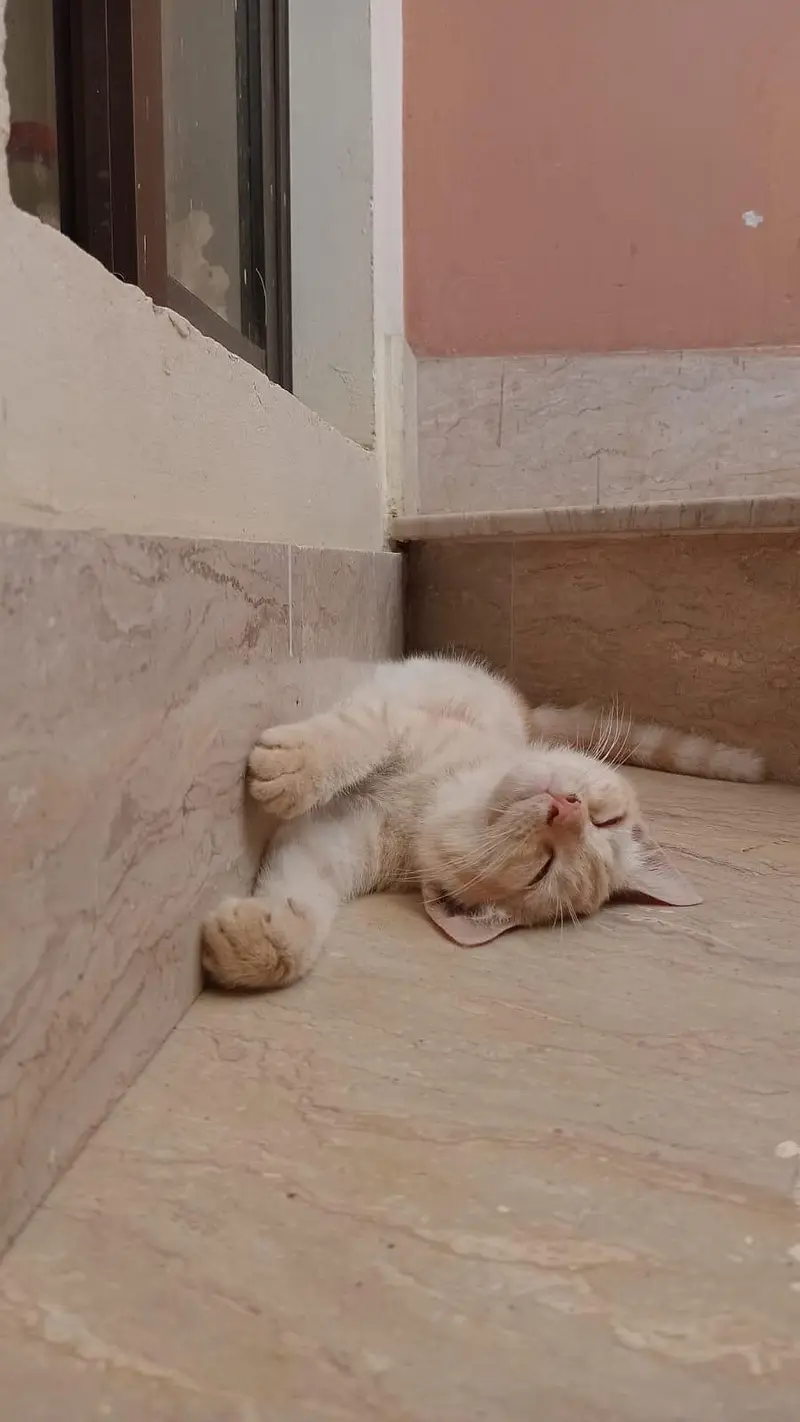 3 Cats — photo 2