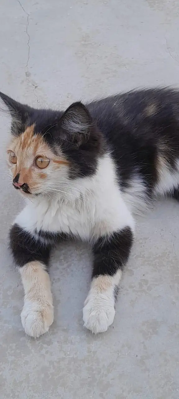 3 Cats — photo 3