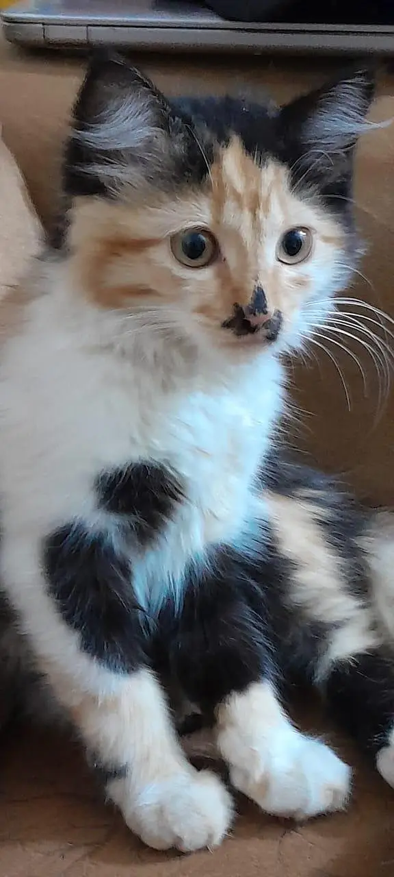 3 Cats — photo 4