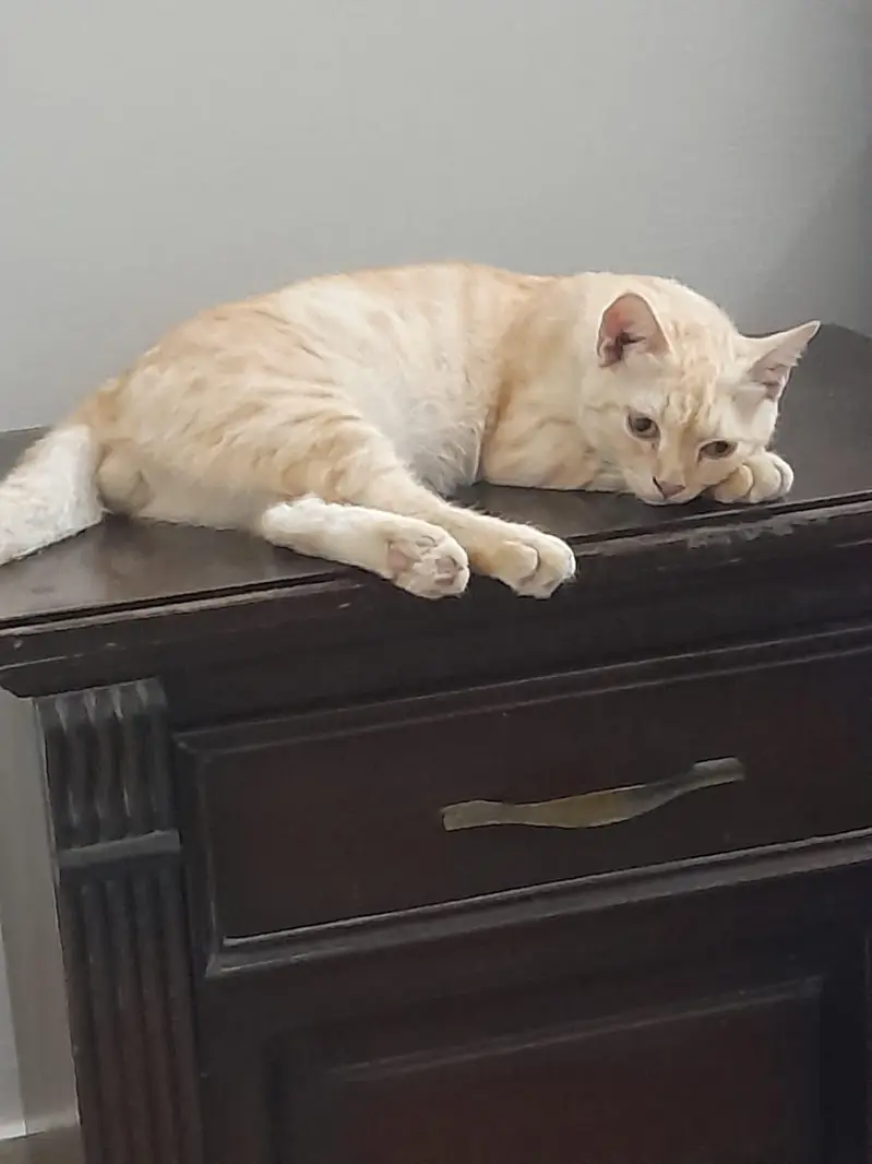 3 Cats — photo 5
