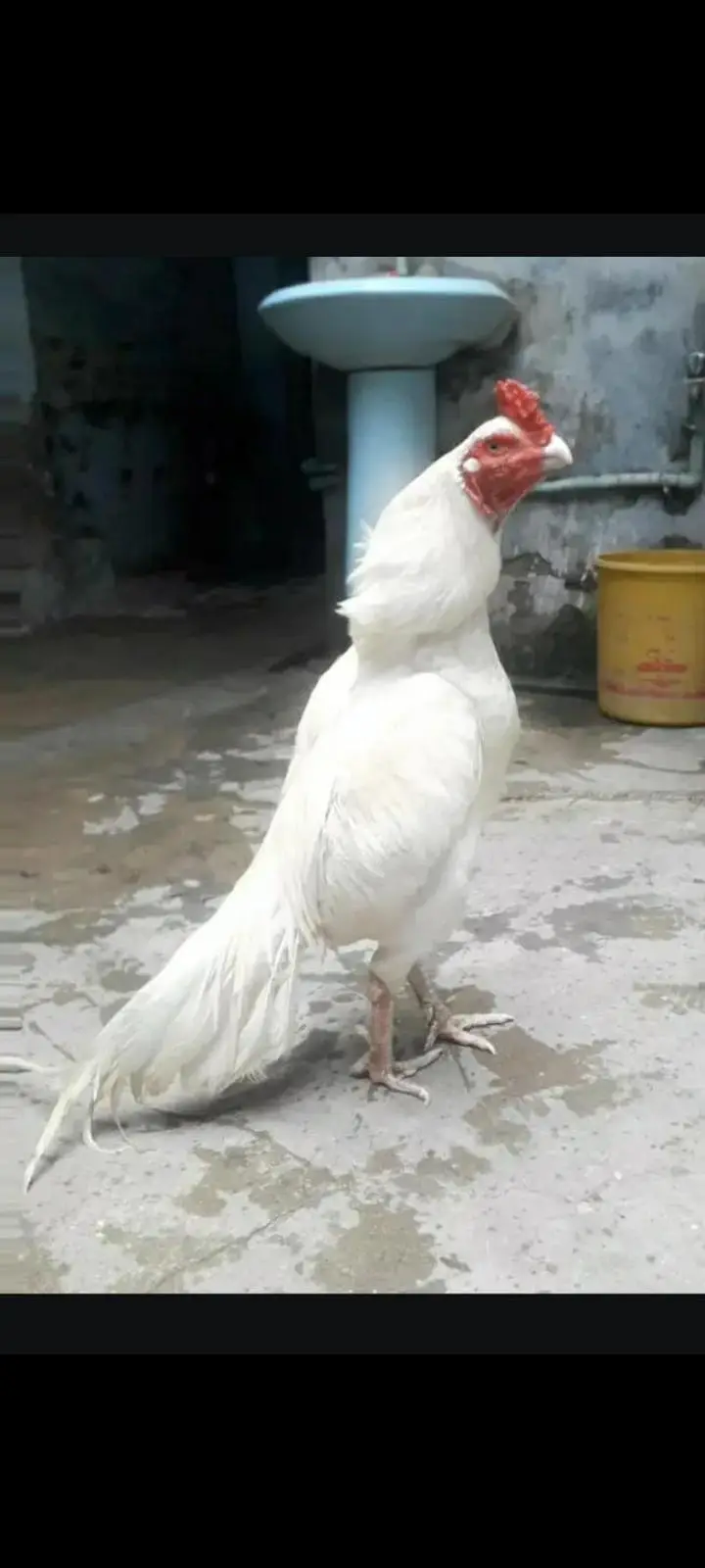 paper white heera aseel/ heera morgy — photo 2