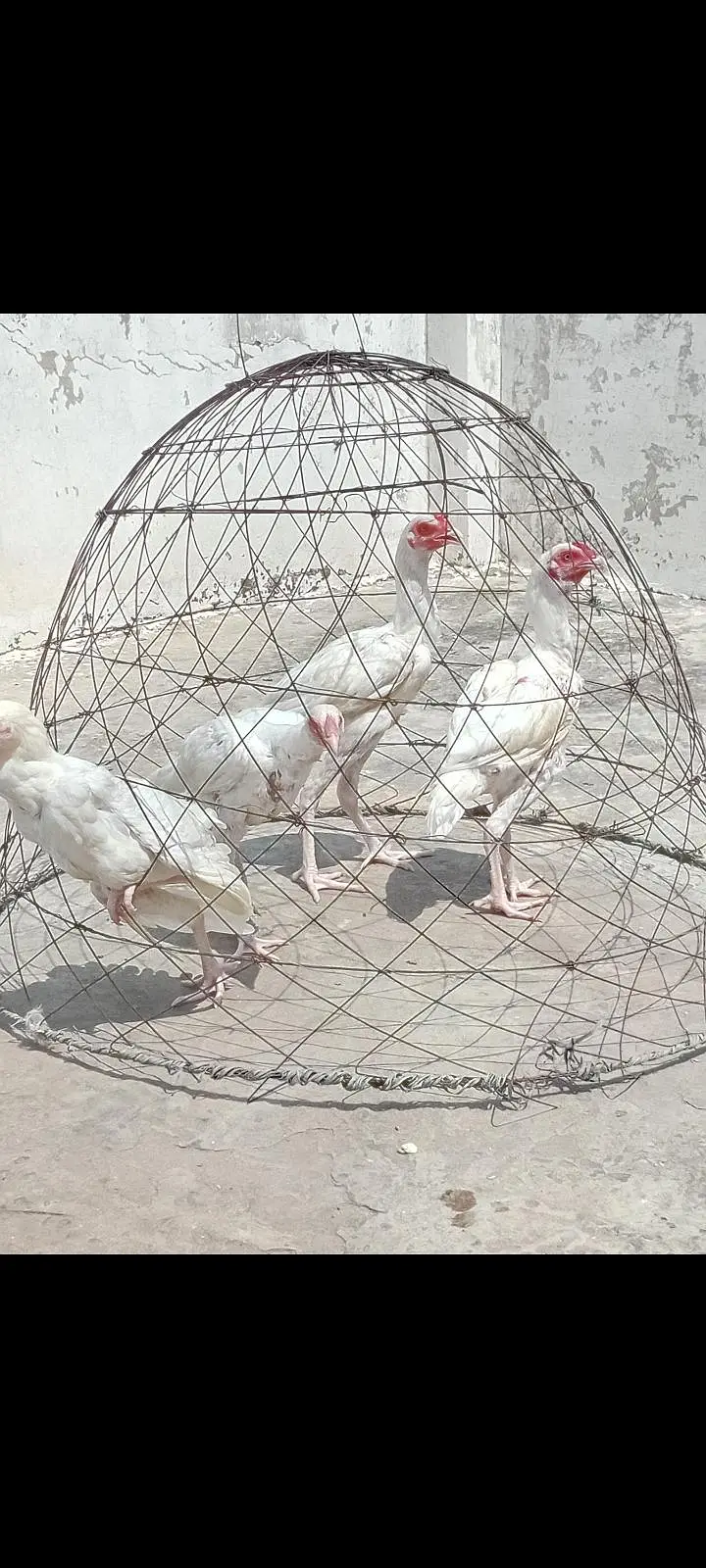 paper white heera aseel/ heera morgy — photo 3