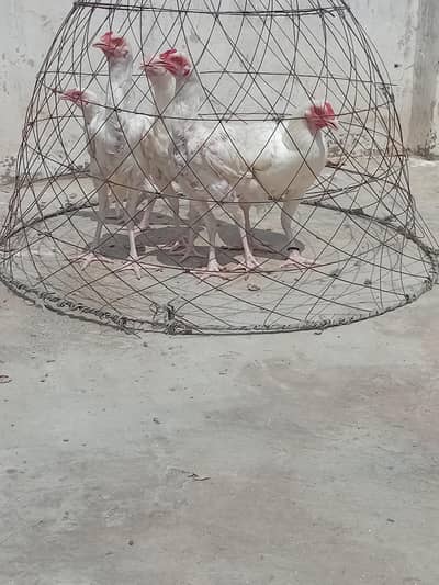 paper white heera aseel/ heera morgy