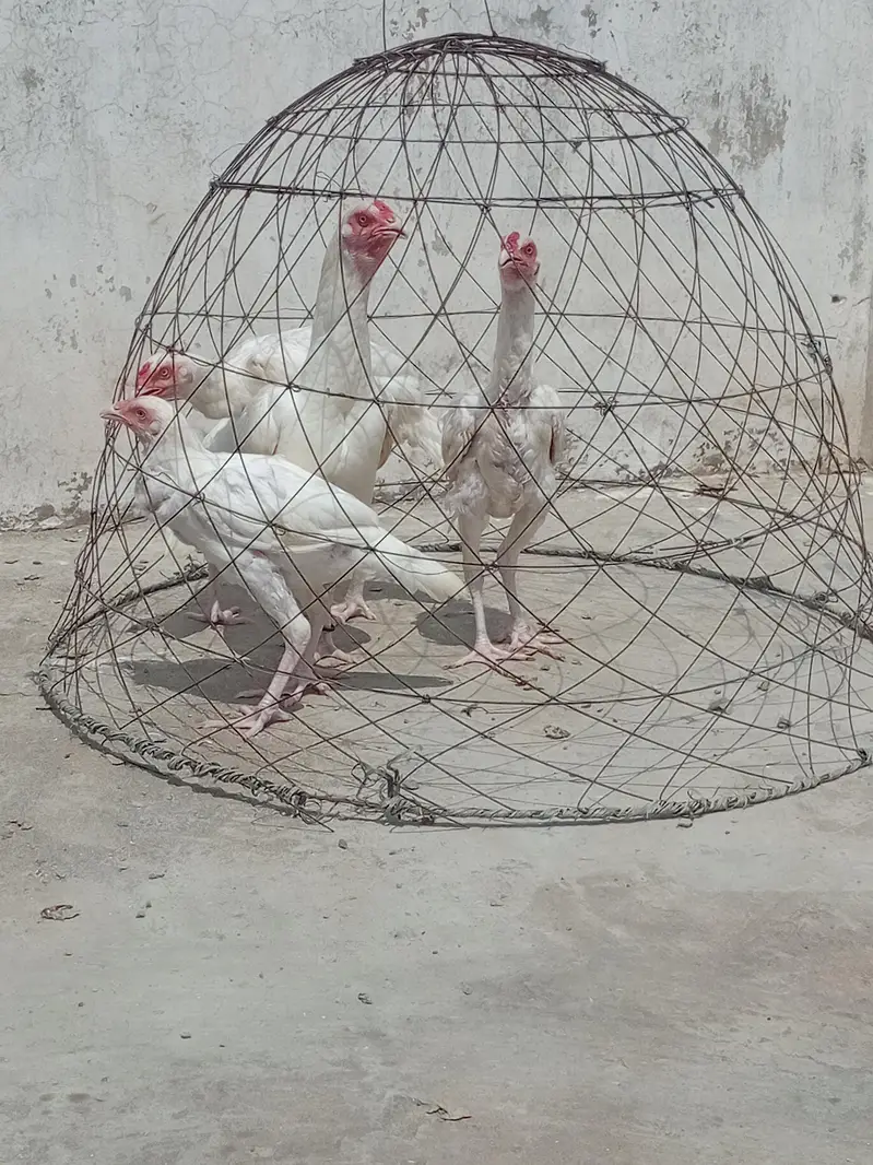 paper white heera aseel/ heera morgy — photo 4