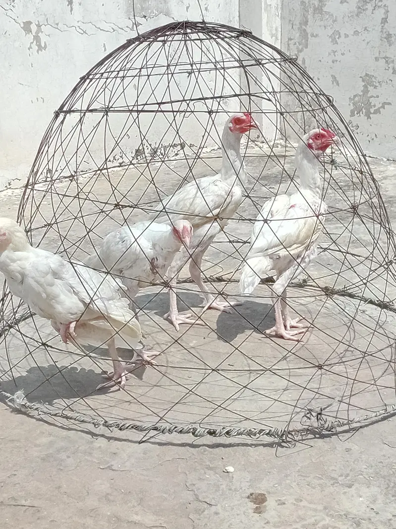 paper white heera aseel/ heera morgy — photo 6