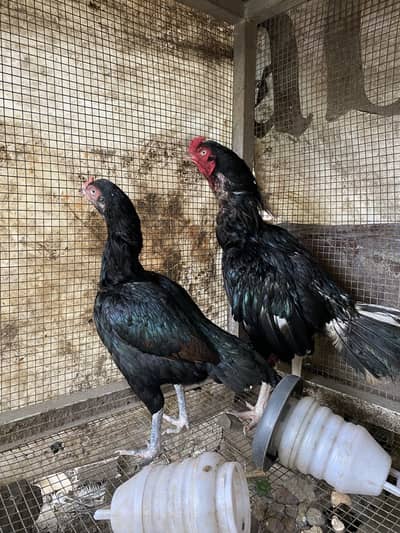 Aseel pair 12 months for sale