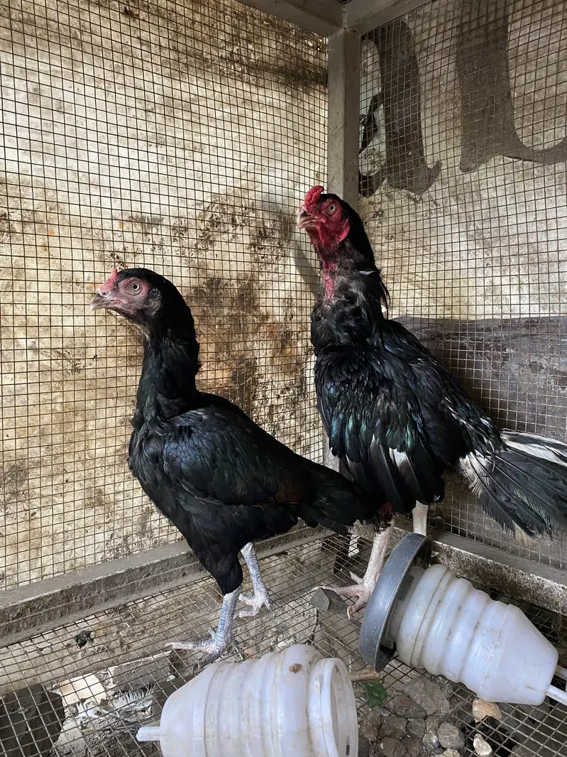 Aseel pair 12 months for sale — photo 2