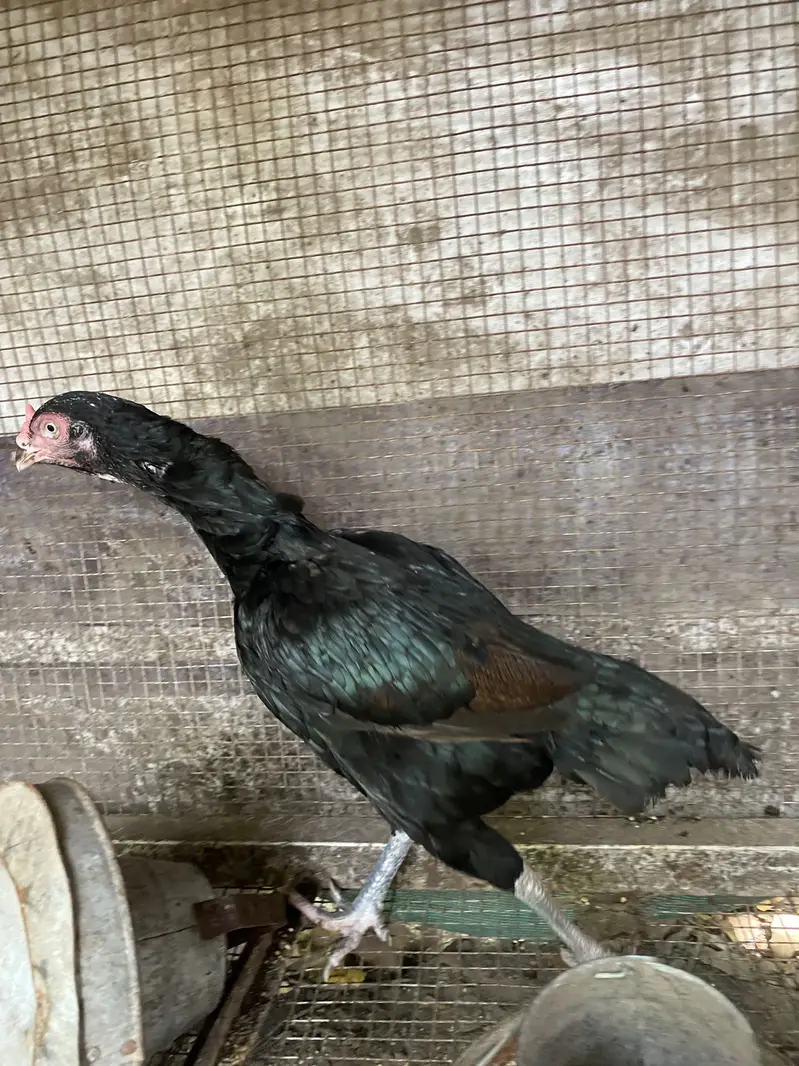 Aseel pair 12 months for sale — photo 3