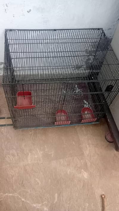 birds cage like parrots