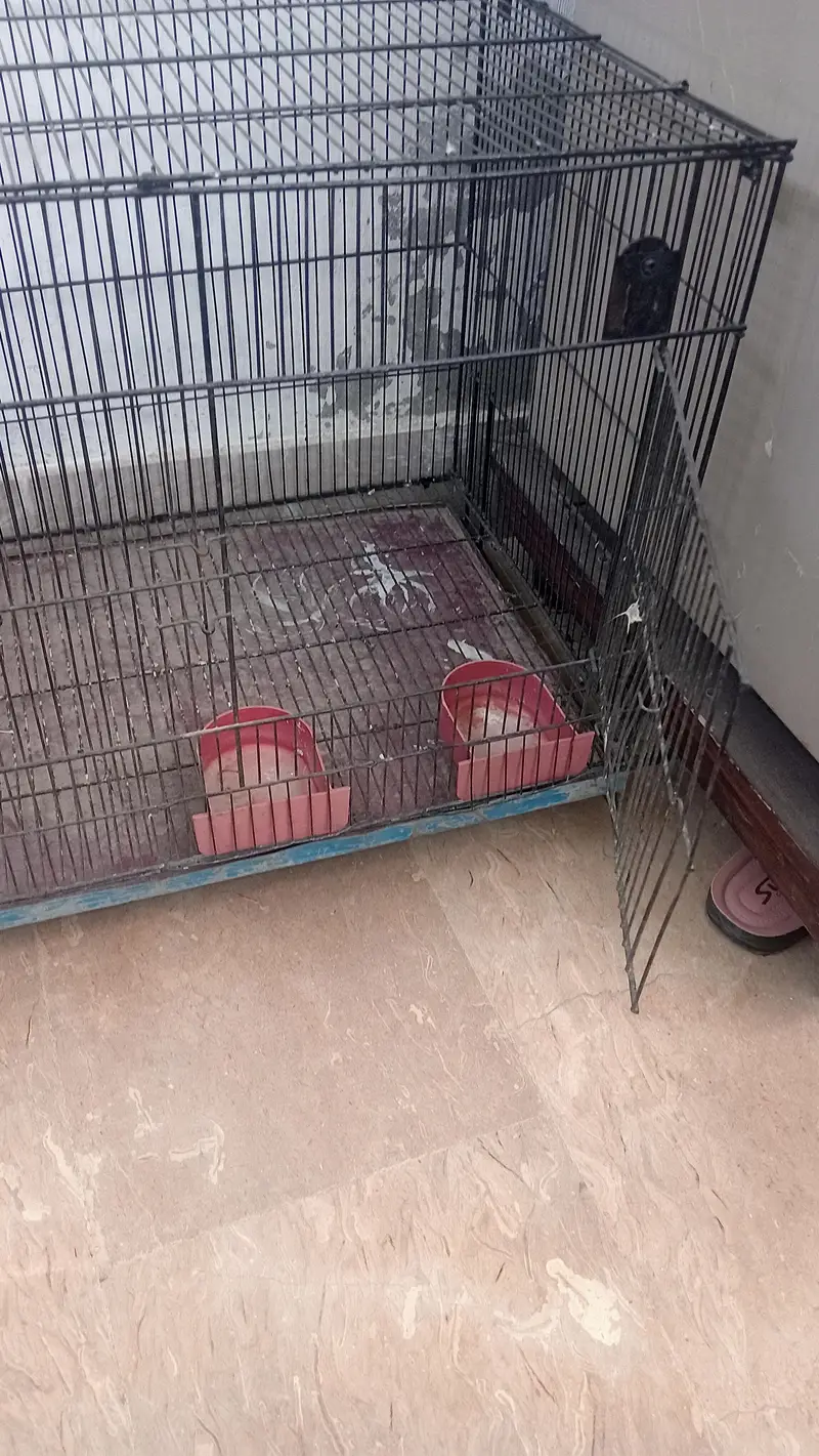 birds cage like parrots — photo 2