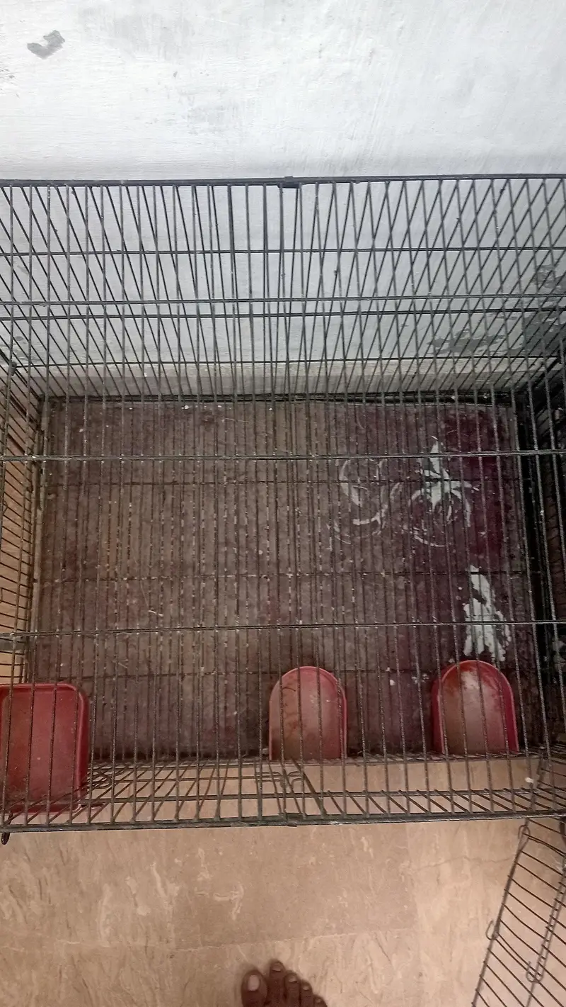 birds cage like parrots — photo 3