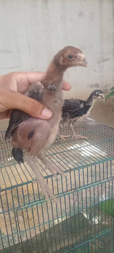 6 chiks Thai parrot beak cross or pinjra