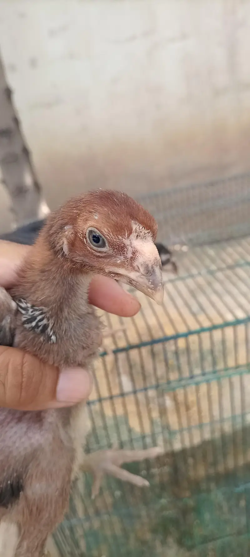 6 chiks Thai parrot beak cross or pinjra — photo 2