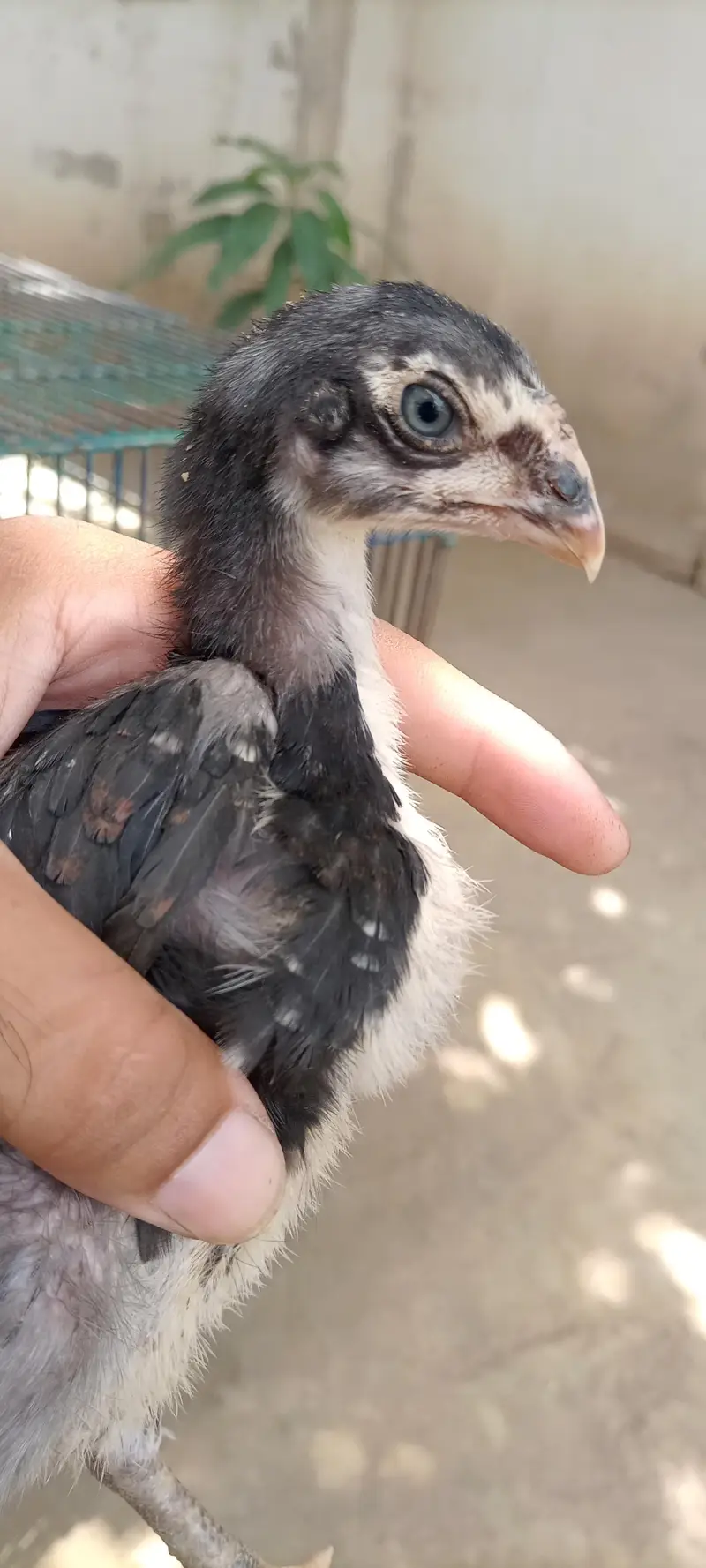 6 chiks Thai parrot beak cross or pinjra — photo 3
