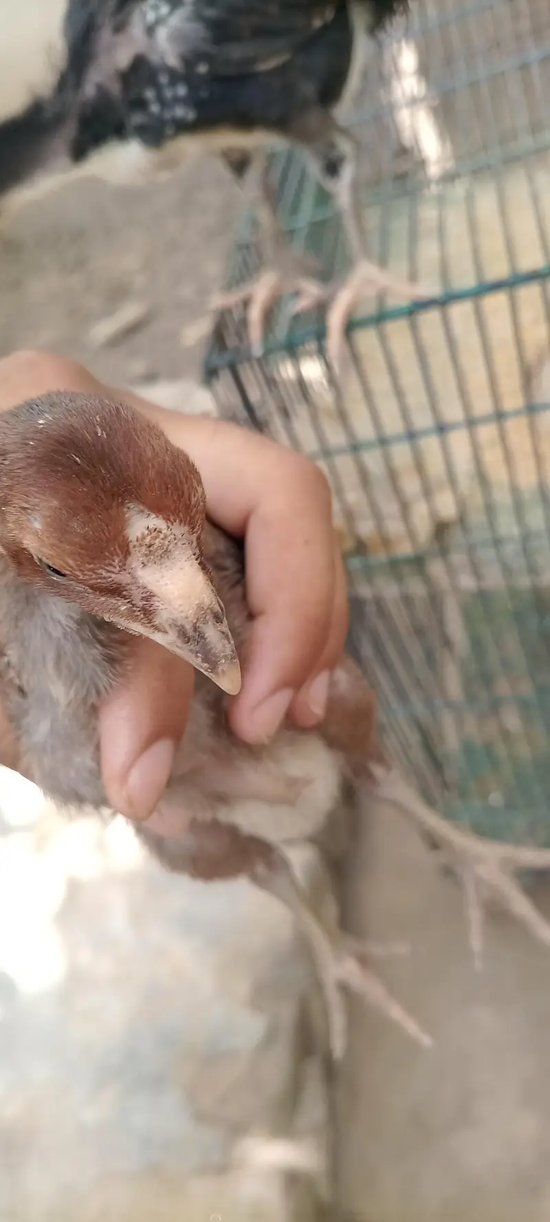6 chiks Thai parrot beak cross or pinjra — photo 5