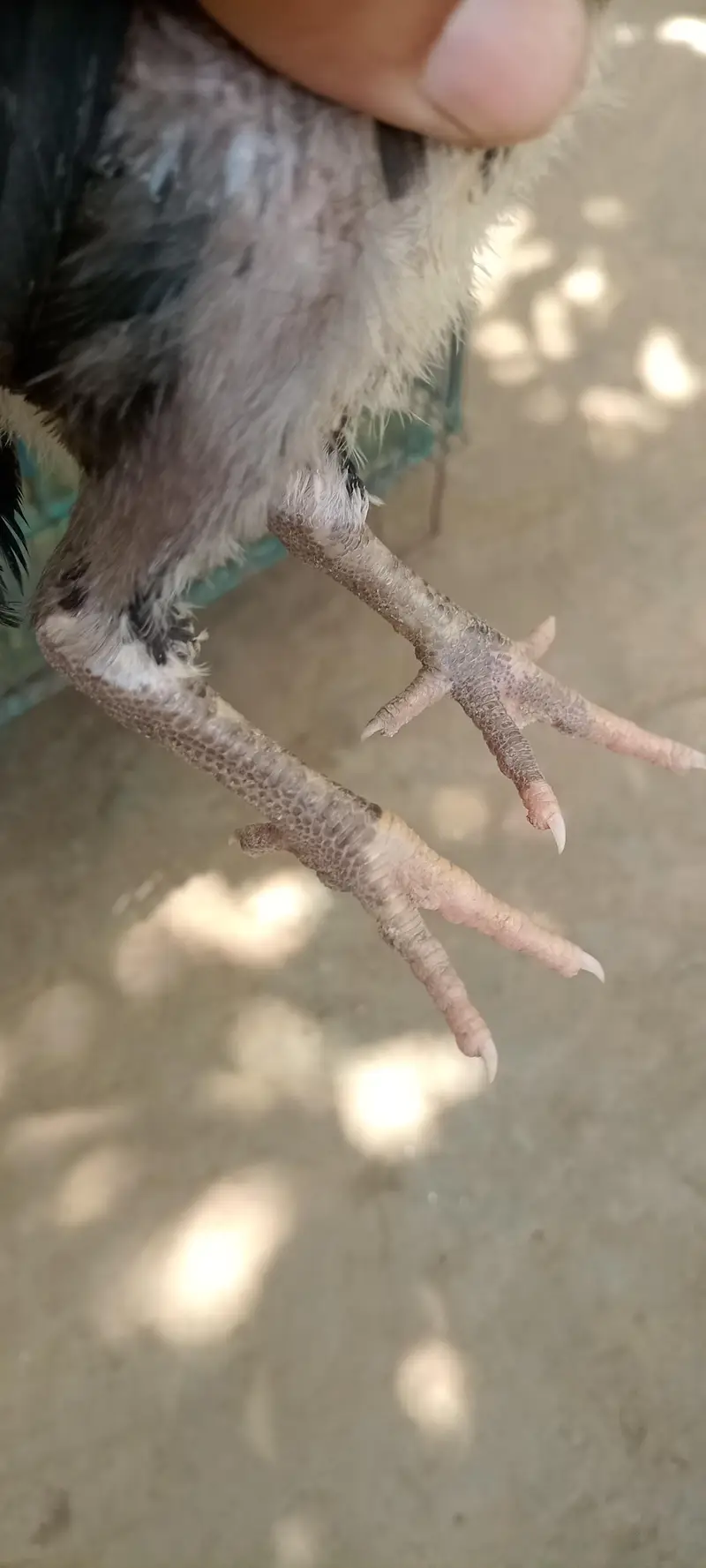 6 chiks Thai parrot beak cross or pinjra — photo 6