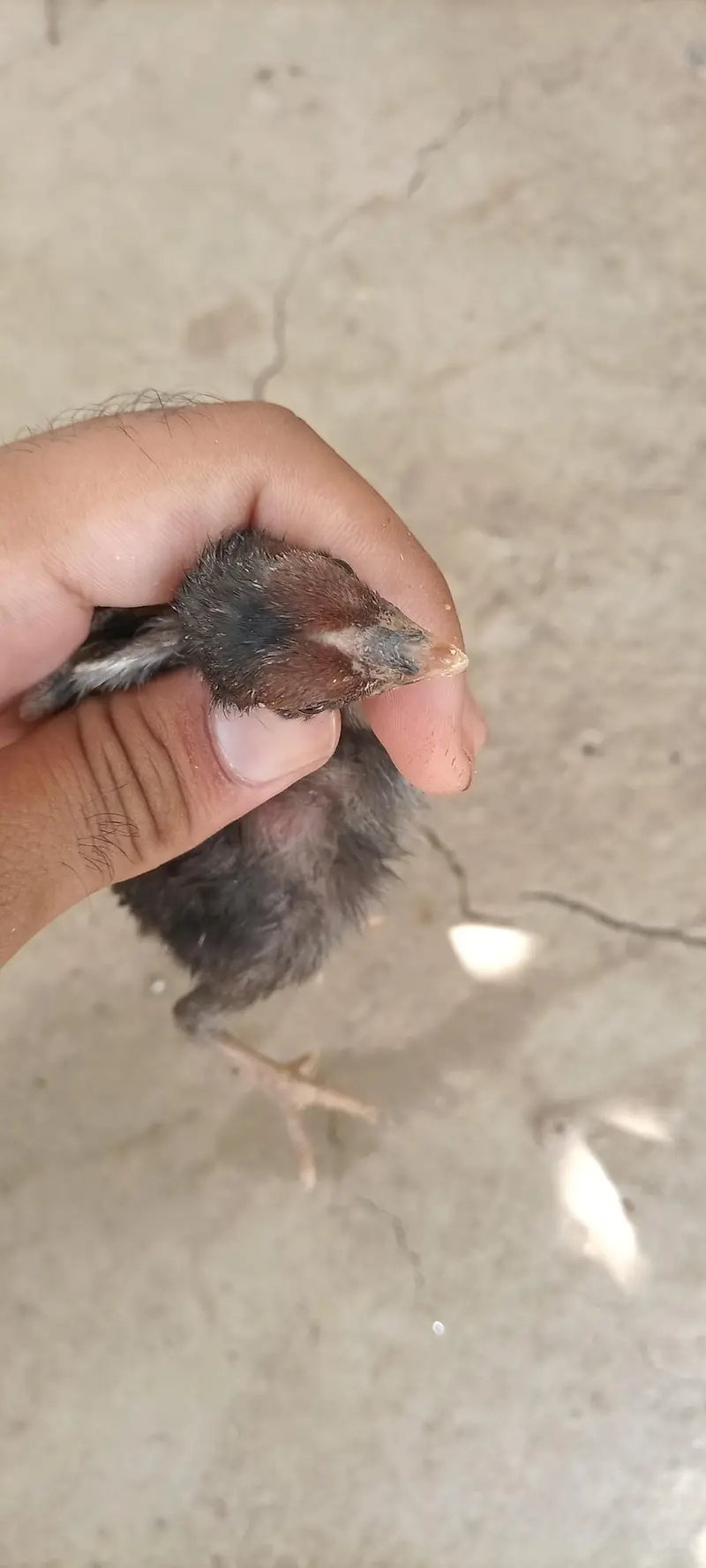 6 chiks Thai parrot beak cross or pinjra — photo 8