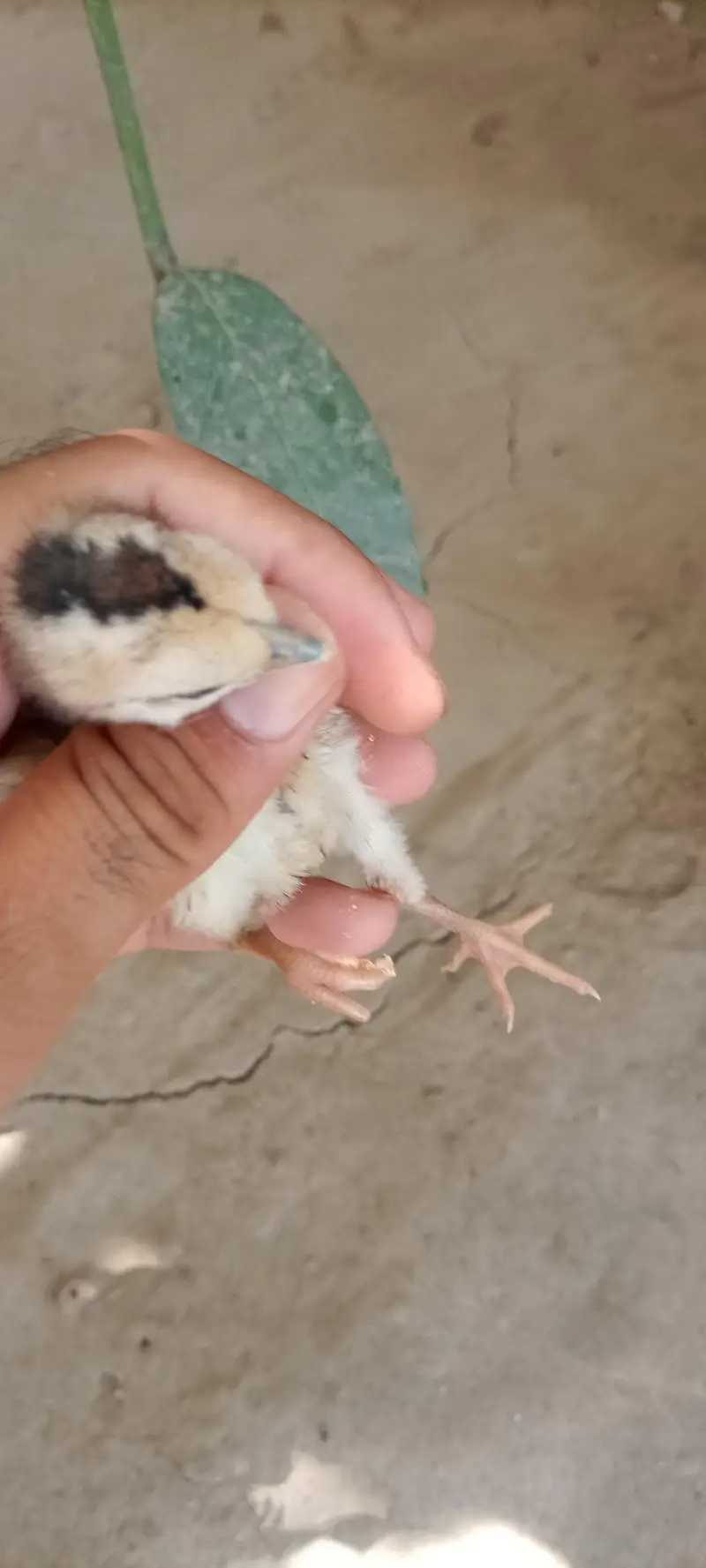 6 chiks Thai parrot beak cross or pinjra — photo 10