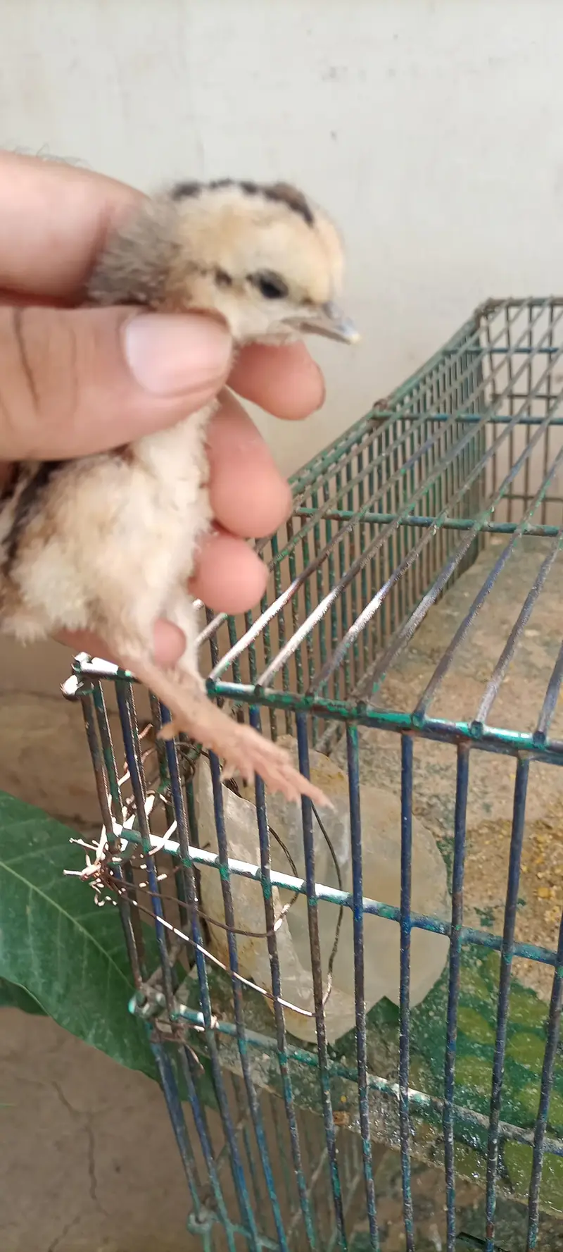 6 chiks Thai parrot beak cross or pinjra — photo 11