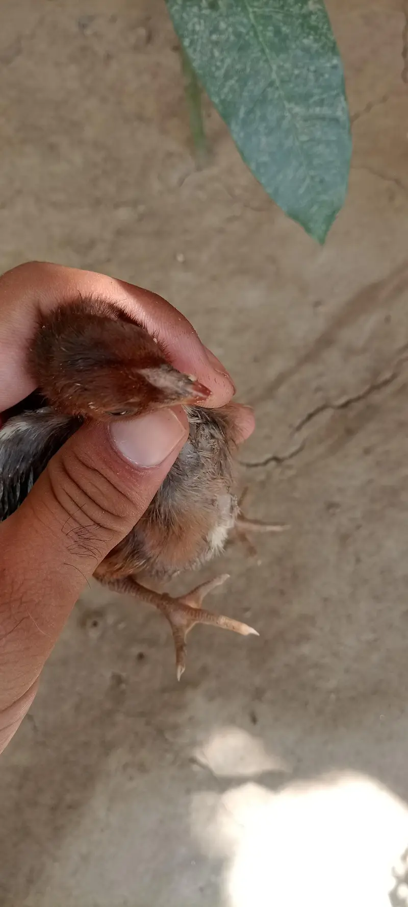 6 chiks Thai parrot beak cross or pinjra — photo 12