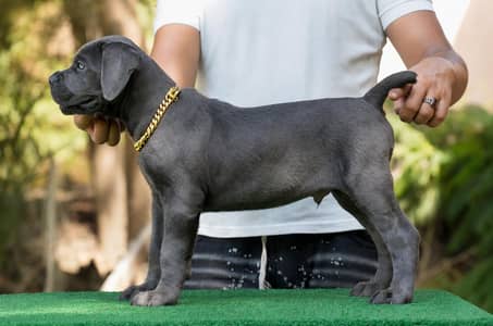 Imported Extreme Quality Cane Corso Puppy For Sale