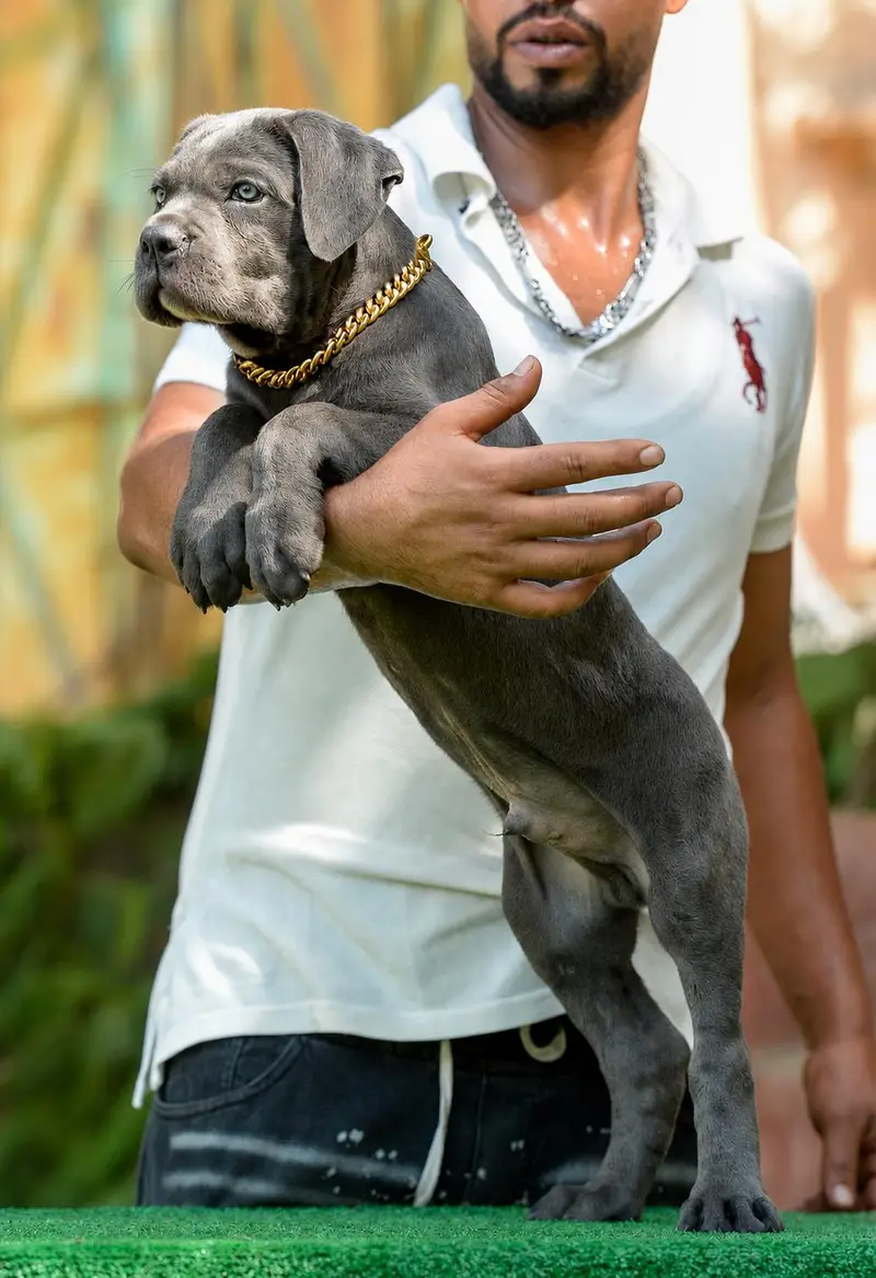 Imported Extreme Quality Cane Corso Puppy For Sale — photo 2