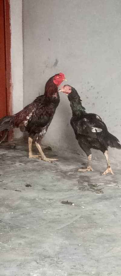 Aseel Murga Aseel murgi
