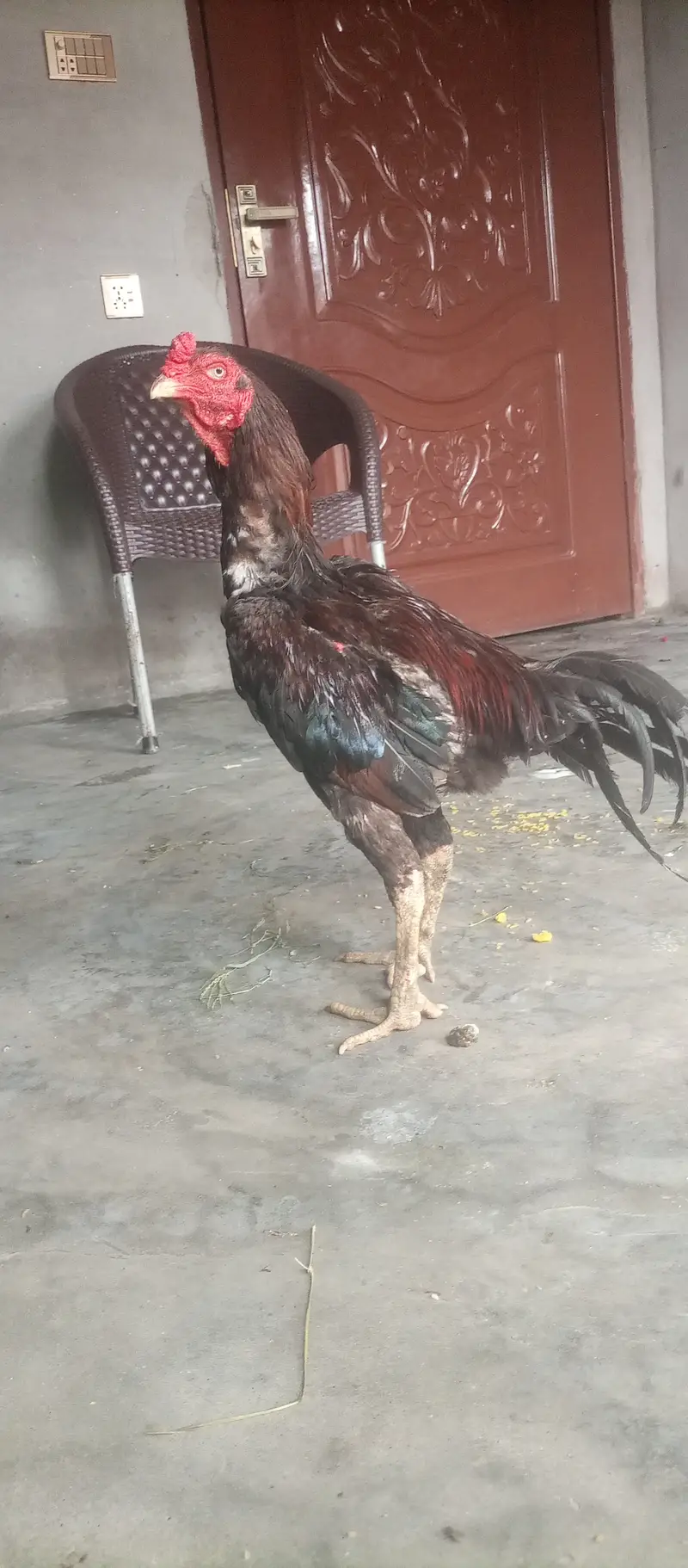 Aseel Murga Aseel murgi — photo 2
