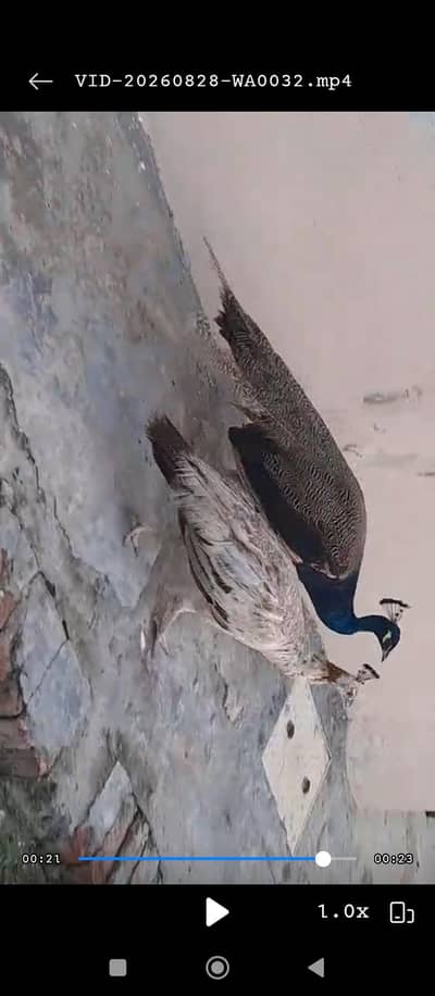 Peacock