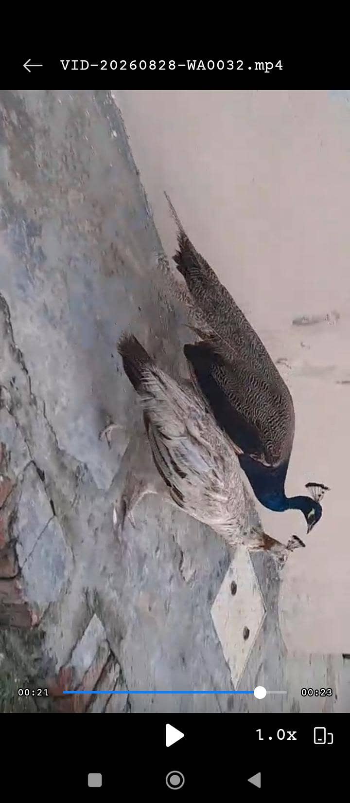 Peacock 0