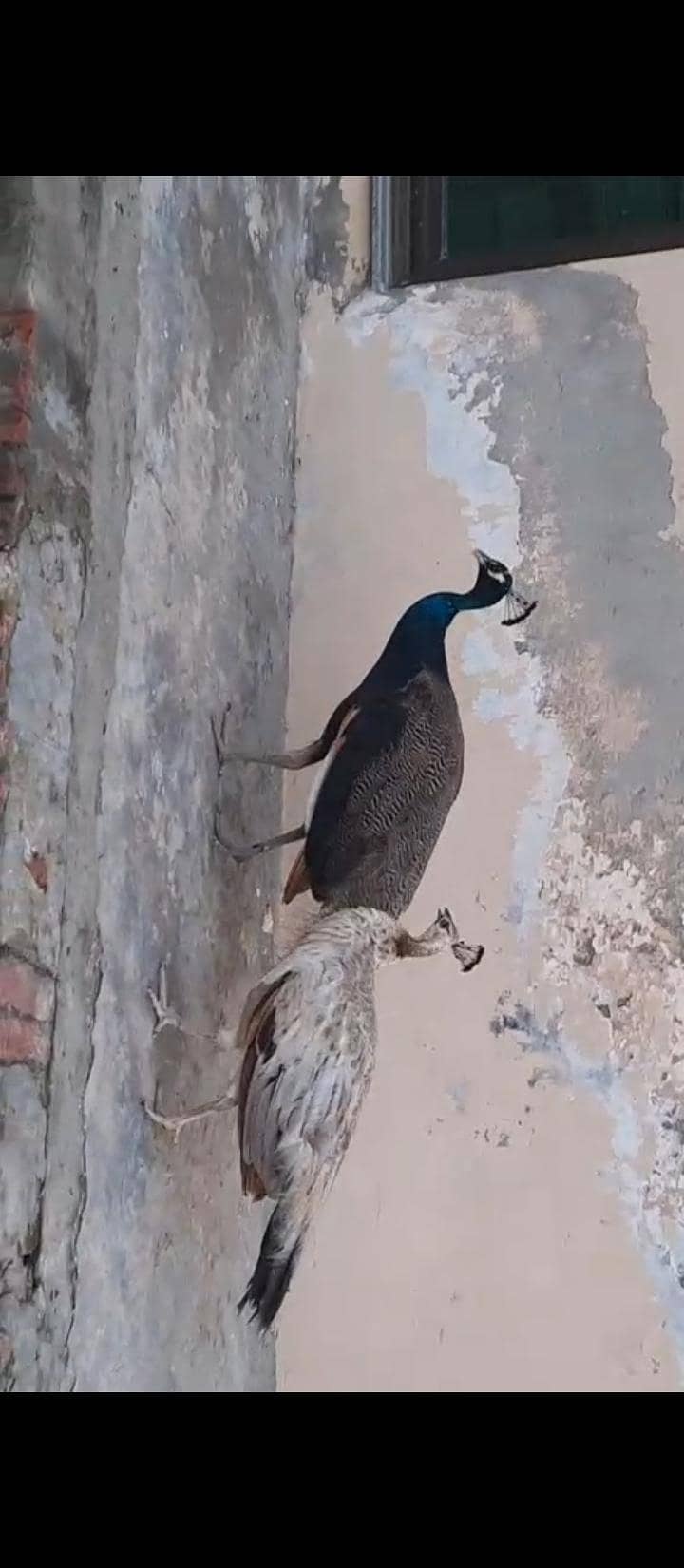 Peacock 1