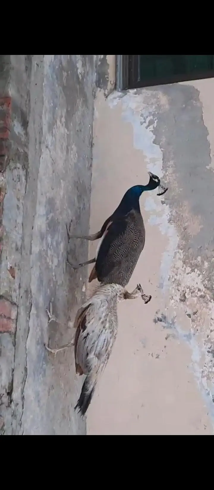 Peacock — photo 2